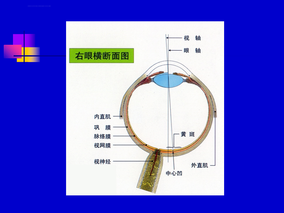 白内障的康复与治疗课件_第3页