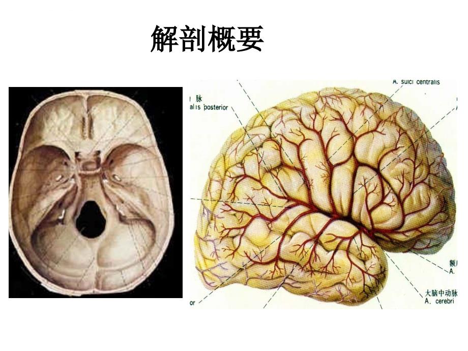 讲稿2颅内压增高的护理(业务学习)课件_第4页