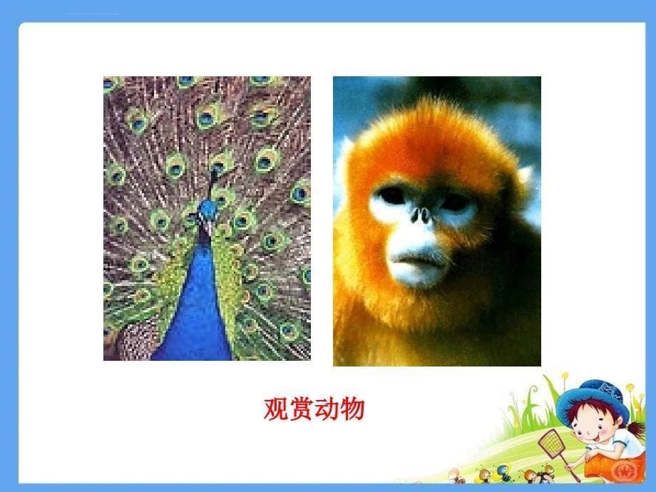 鲁科版生物八年级上册7.3.2《动物与人类生活的关系》幻灯片_第5页