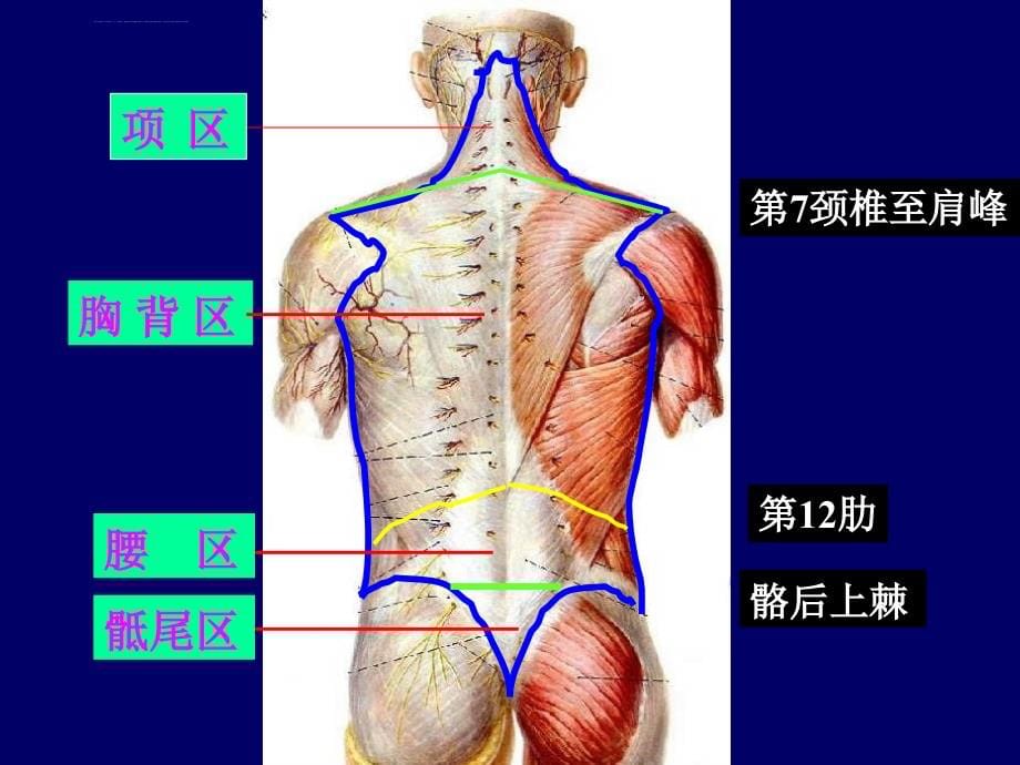 2016麻醉解剖学-脊柱区课件_第5页