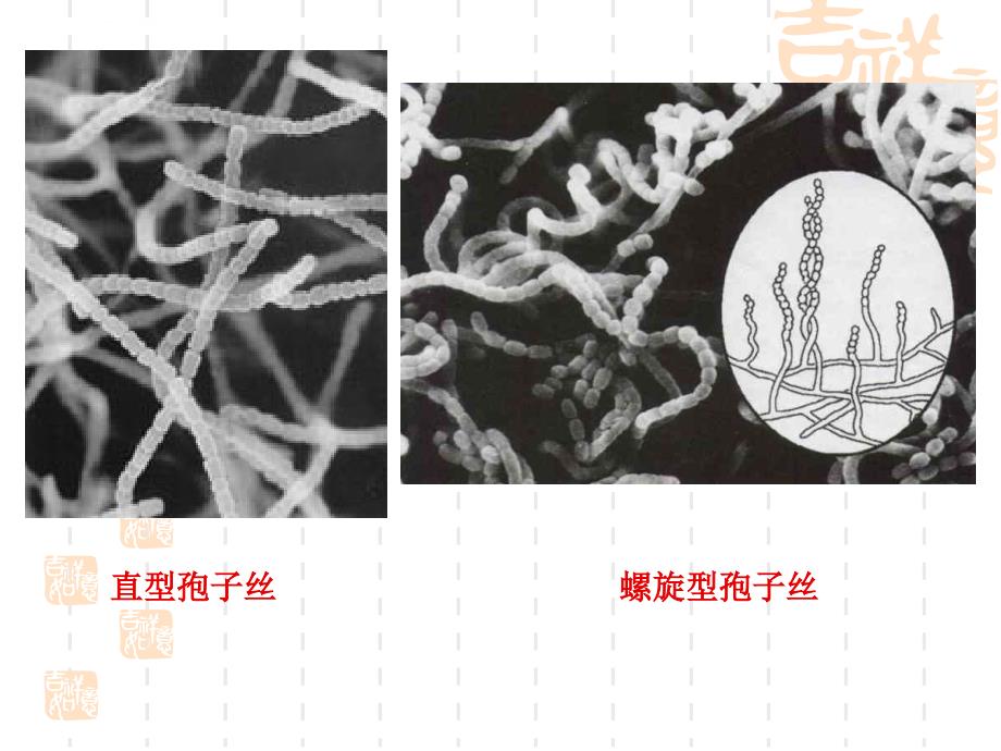 放线菌、酵母菌、霉菌的观察及微生物大小的测量课件_第4页