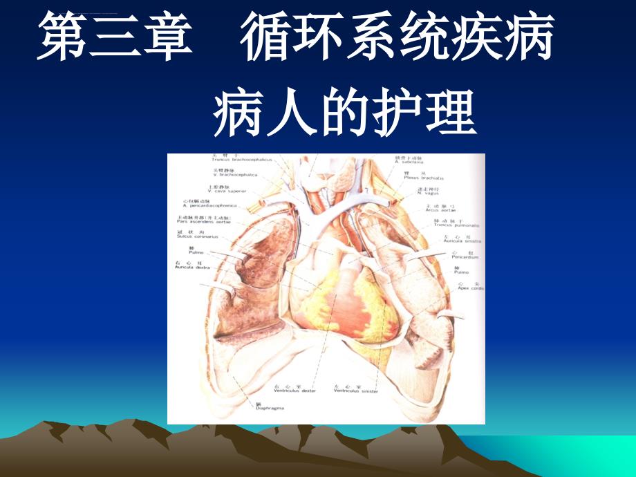 内科循环概述课件_第1页