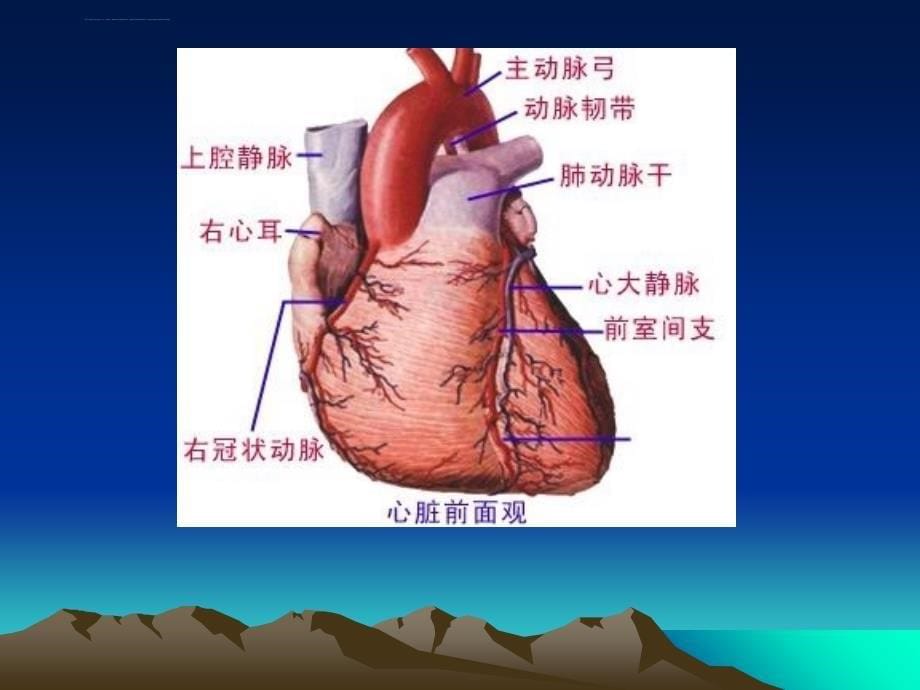 内科循环概述课件_第5页