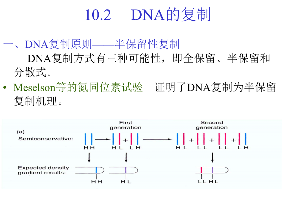 动物生物化学幻灯片-核酸的生物学功能_第3页