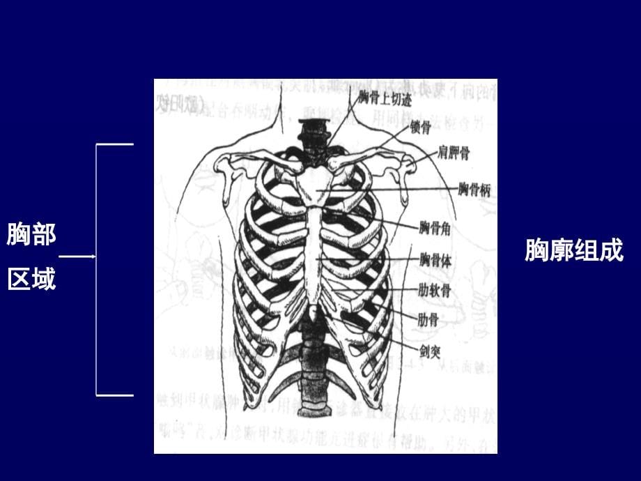 胸部与肺部检查2013课件_第5页