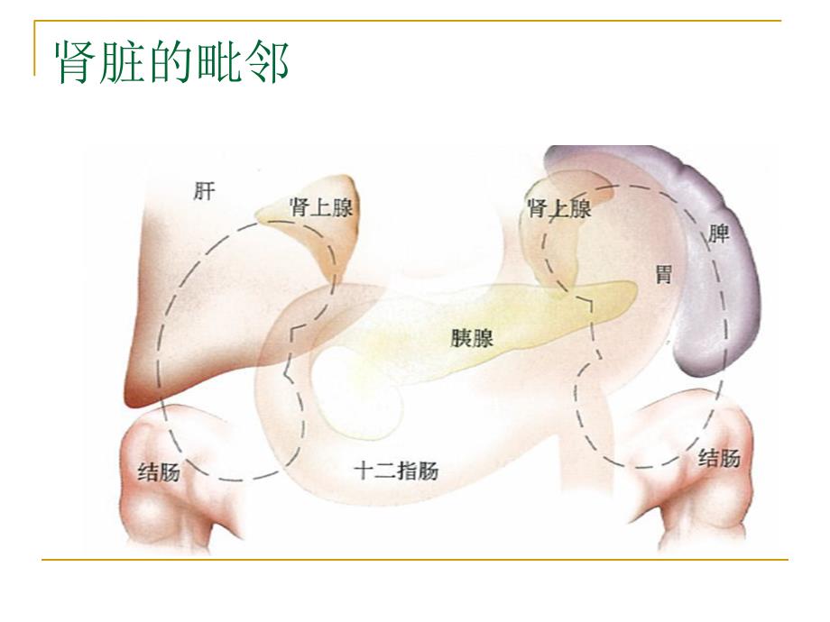 经皮肾镜技术课件_第3页