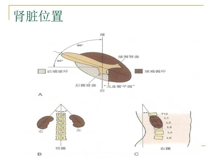 经皮肾镜技术课件_第5页