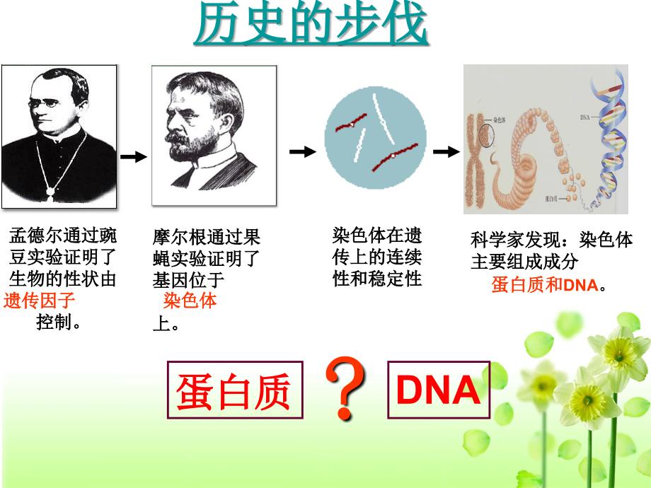 dna是主要的遗传物质幻灯片(定)_第2页