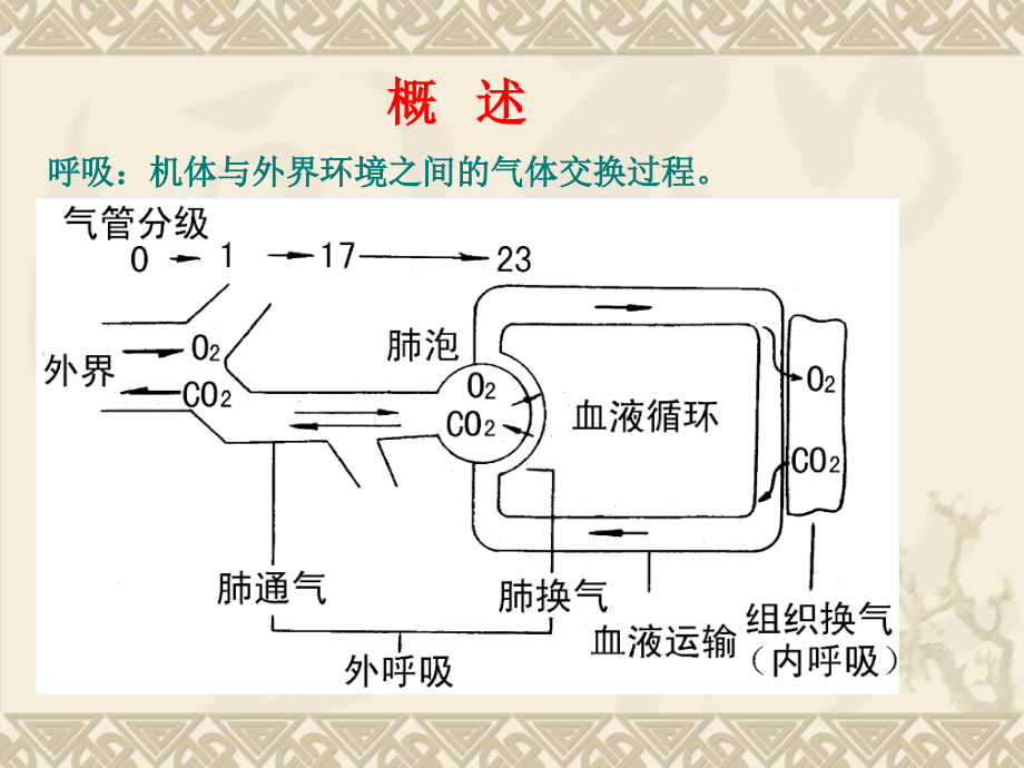 家畜生理学-第六章-呼吸课件_第2页