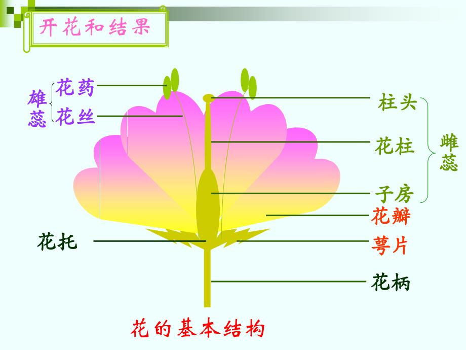 八年级上册第四单元-第一章-绿色开花植物的一生-复习课幻灯片(26张ppt)_第2页