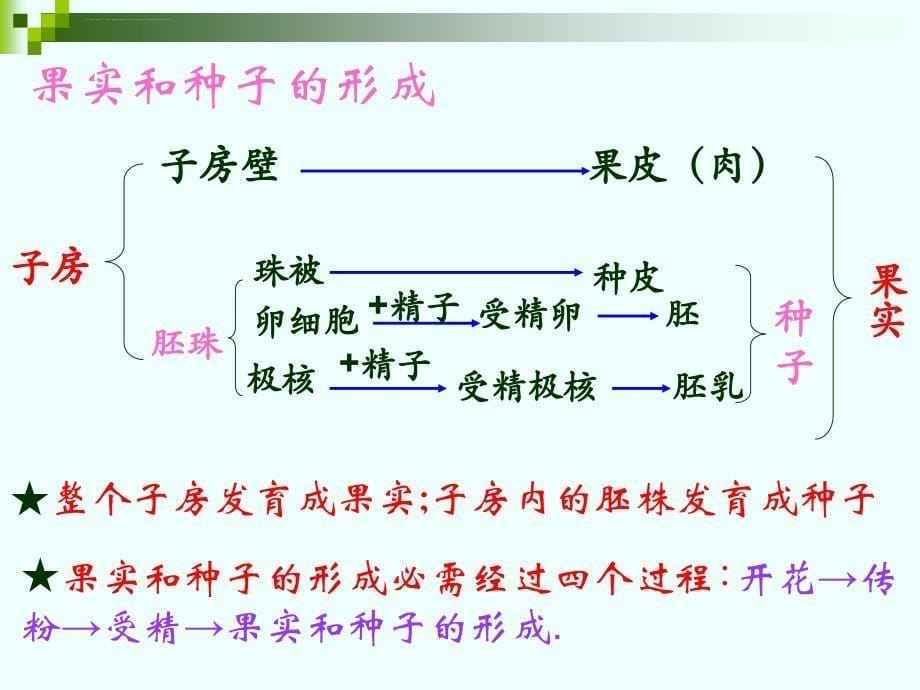 八年级上册第四单元-第一章-绿色开花植物的一生-复习课幻灯片(26张ppt)_第5页