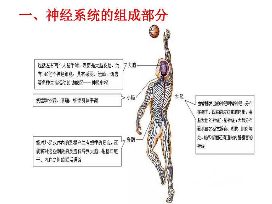 神经系统的组成ppt幻灯片_第4页