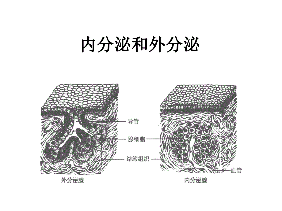 景山学校高中生物幻灯片：血糖平衡、体温调节_第4页