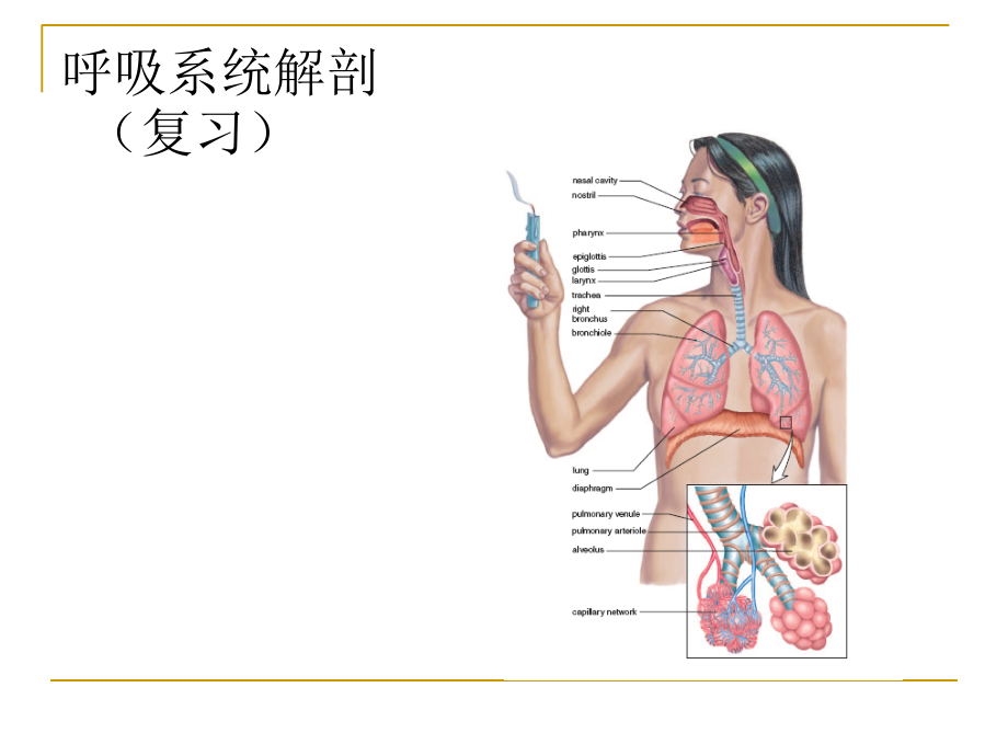人体生理学--第五章呼吸课件_第2页
