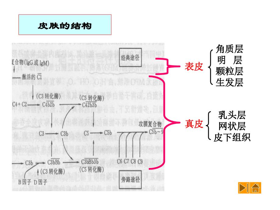 非特异性免疫课件_第4页