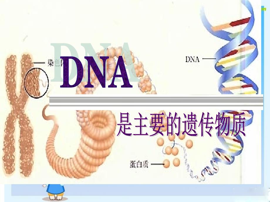 2010高三生物高考一轮复习幻灯片：dna是主要的遗传物质_第1页