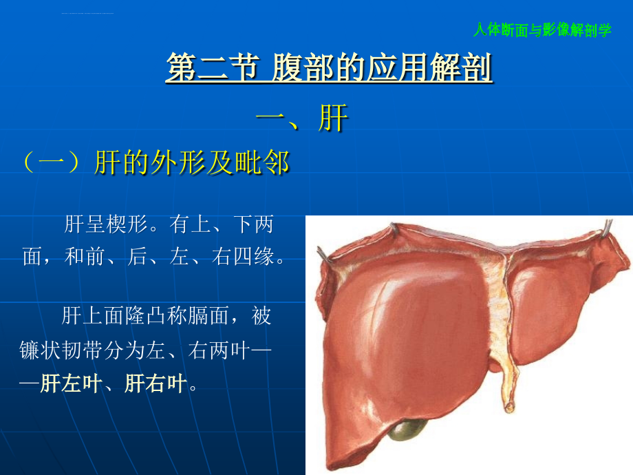 腹部断层解剖及注意点_第3页