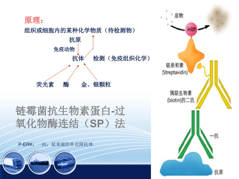 免疫组化原理-2012.4.2课件_第3页