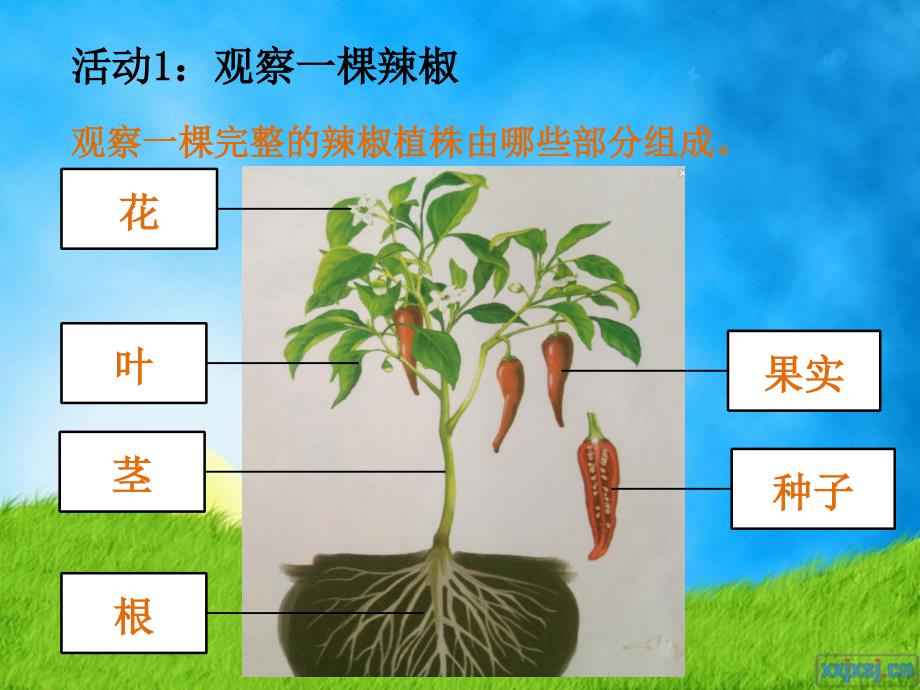 粤教粤科版四年级上册 1 观察辣椒植株_第2页