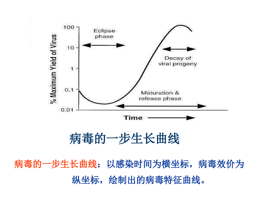 兽医微生物-病毒的复制_第3页