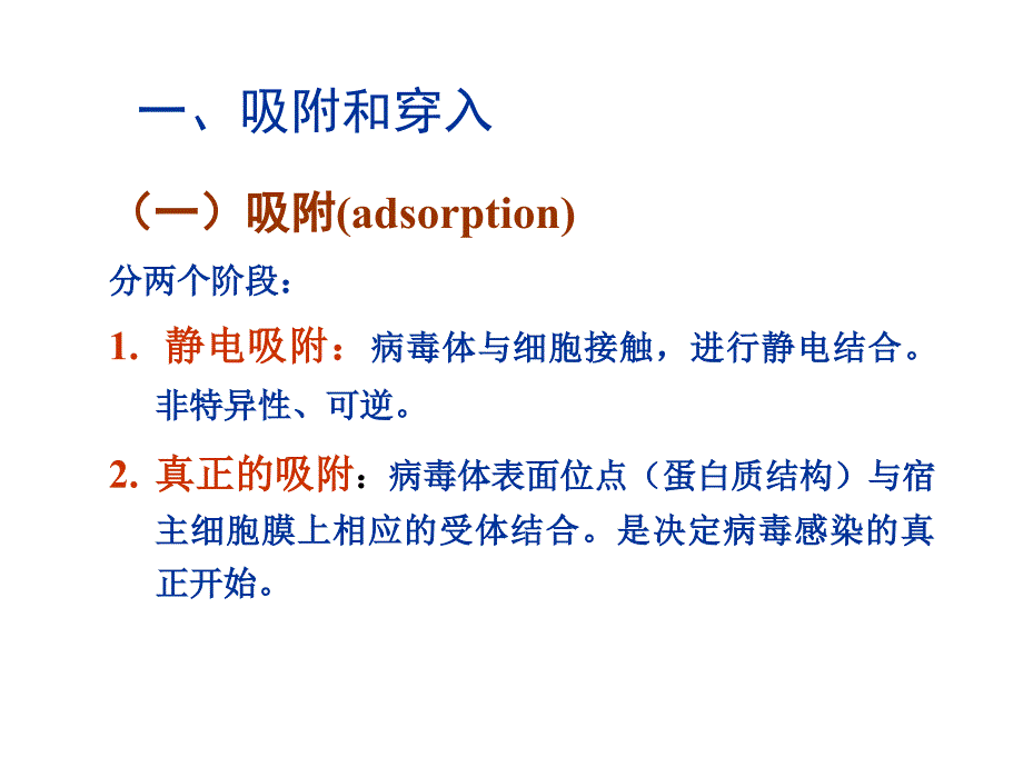 兽医微生物-病毒的复制_第4页