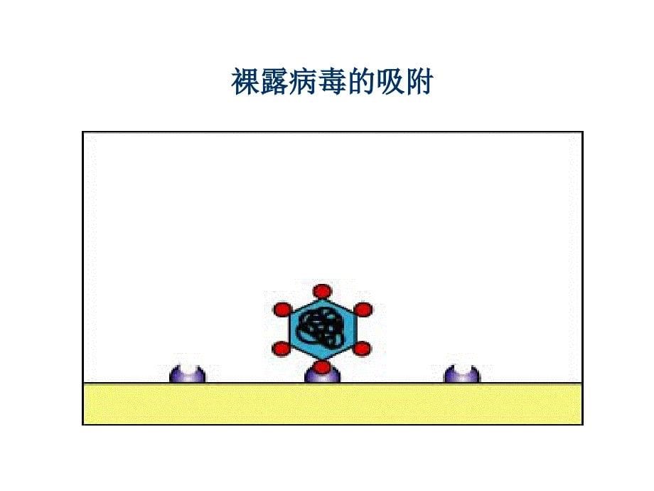 兽医微生物-病毒的复制_第5页