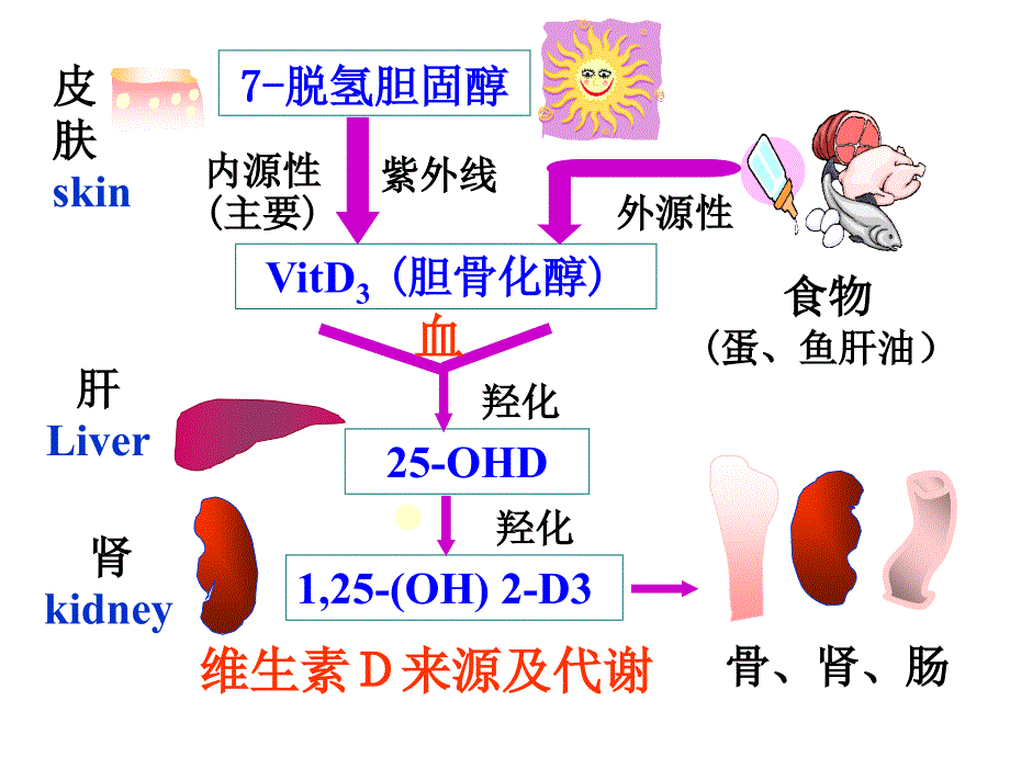 过维生素d缺乏性佝偻病课件_第4页