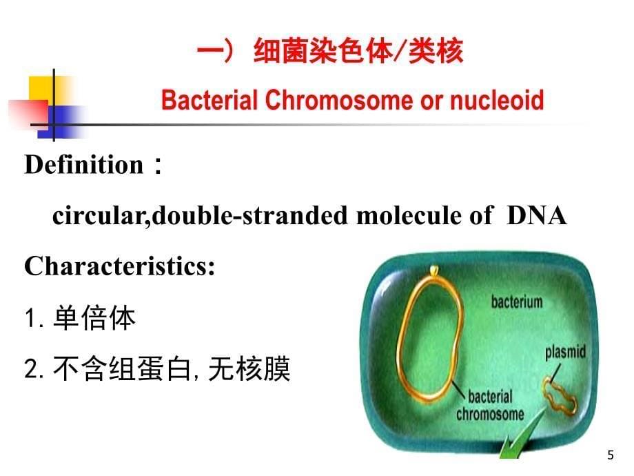 细菌的遗传与变异 (2)课件_第5页