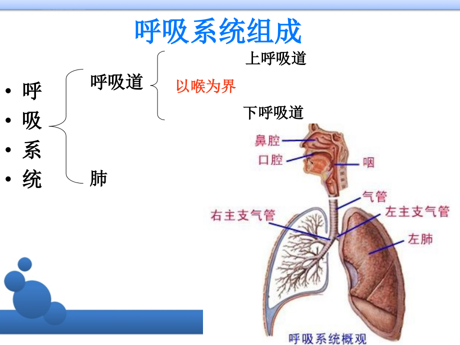 呼吸系统-概述课件_第3页