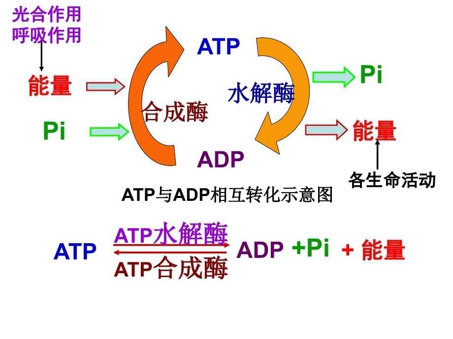 细胞的能量供应和利用（复习）课件_第5页