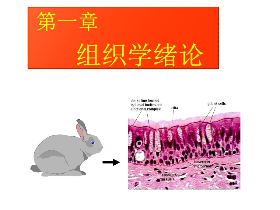 组织胚胎学1、绪论、上皮组织课件_第2页