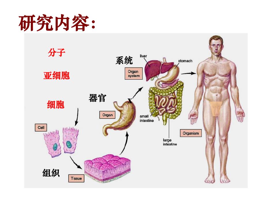 组织胚胎学1、绪论、上皮组织课件_第4页