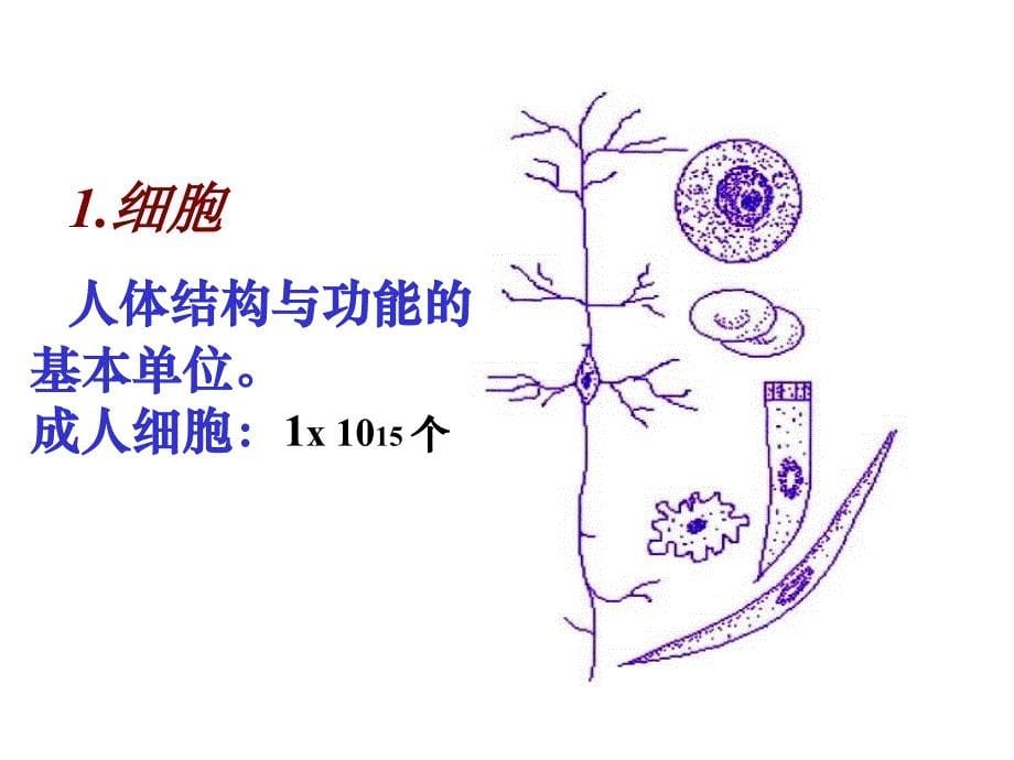 组织胚胎学1、绪论、上皮组织课件_第5页