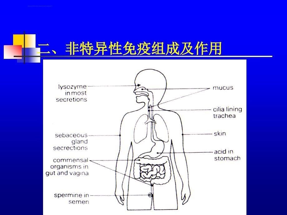 寄生虫感染的免疫学ppt课件_第5页