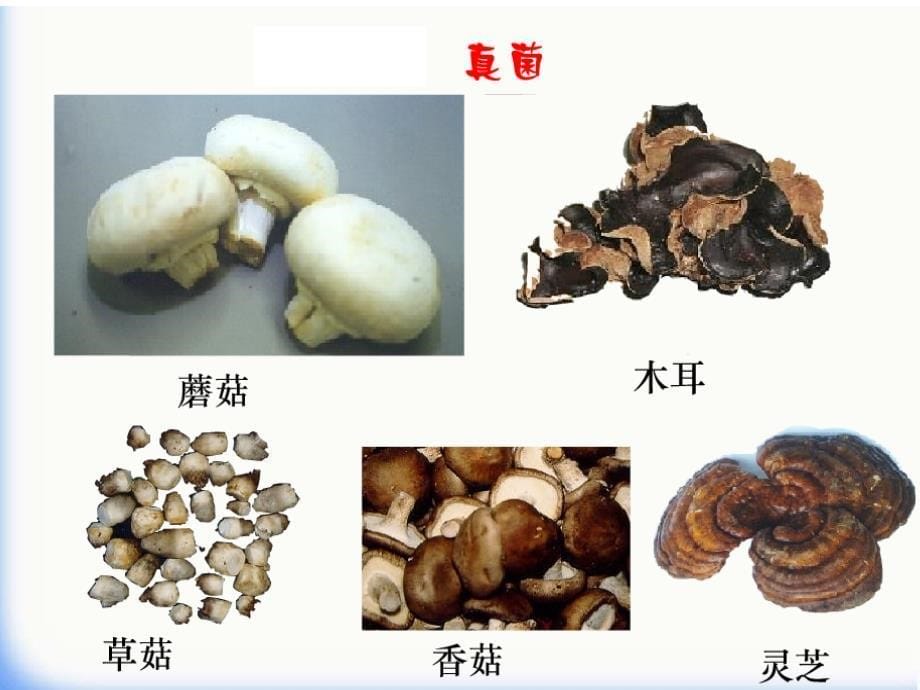 细菌和真菌的分布_3课件_第5页