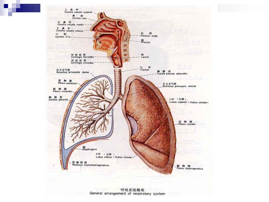 呼吸系统常见症状的护理课件_第4页