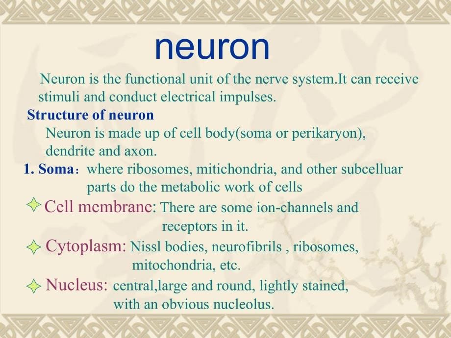 神经组织--组织学和胚胎学_第5页