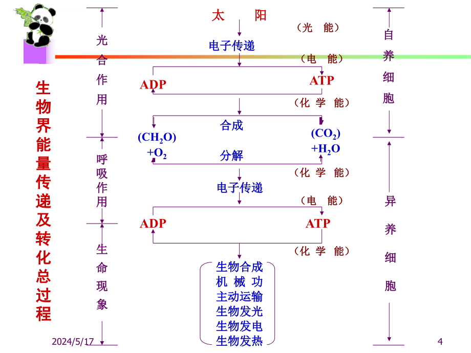 生物化学幻灯片-生物氧化_第4页