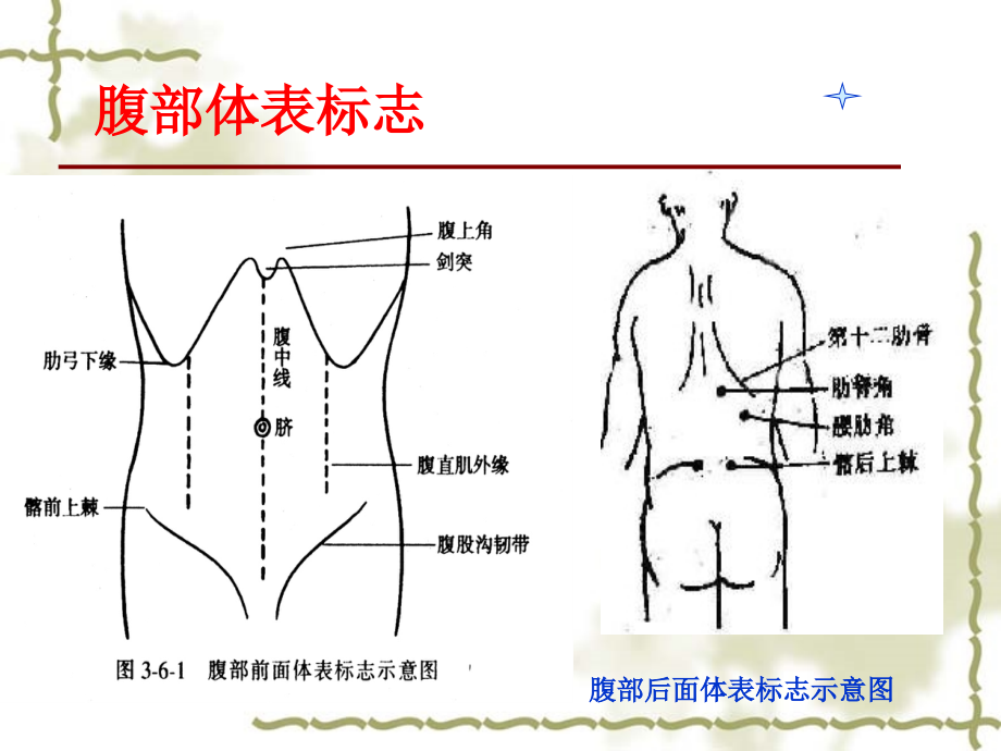 腹部四肢神经评估_第4页