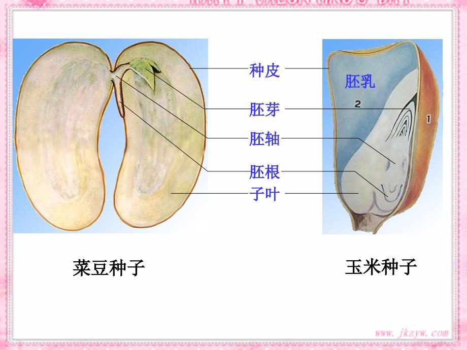 种子的萌发幻灯片(新人教版)_第1页