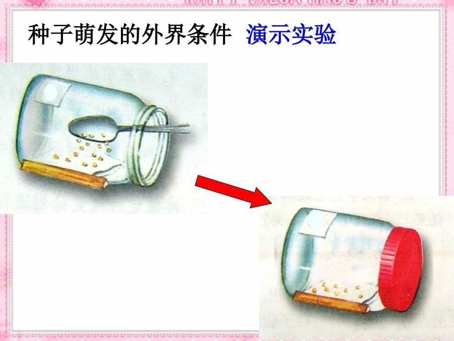 种子的萌发幻灯片(新人教版)_第5页