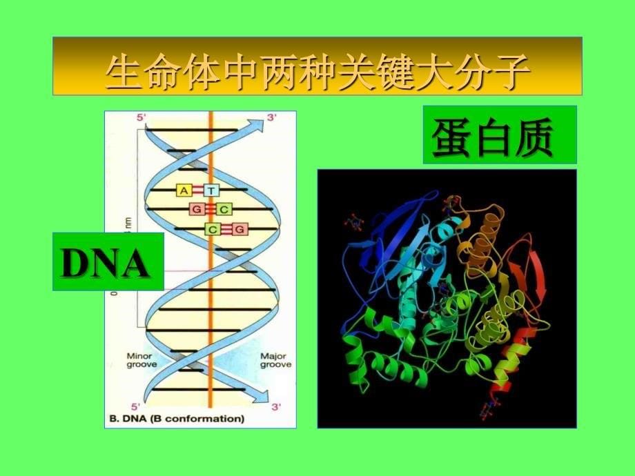 生物化学幻灯片----生化第一章导论刘_第5页