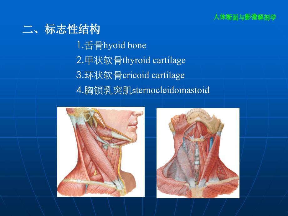 颈部断层影像解剖学课件_第4页