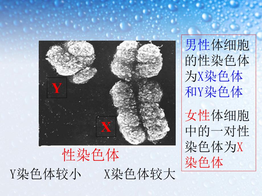 人教新课标版_八年级生物下册_第四节人的性别遗传__第4页