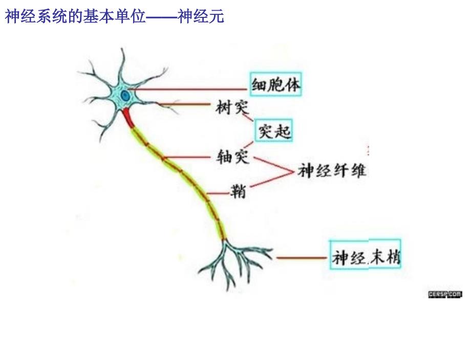 神经系统的结构和功能(上课课件)_第2页