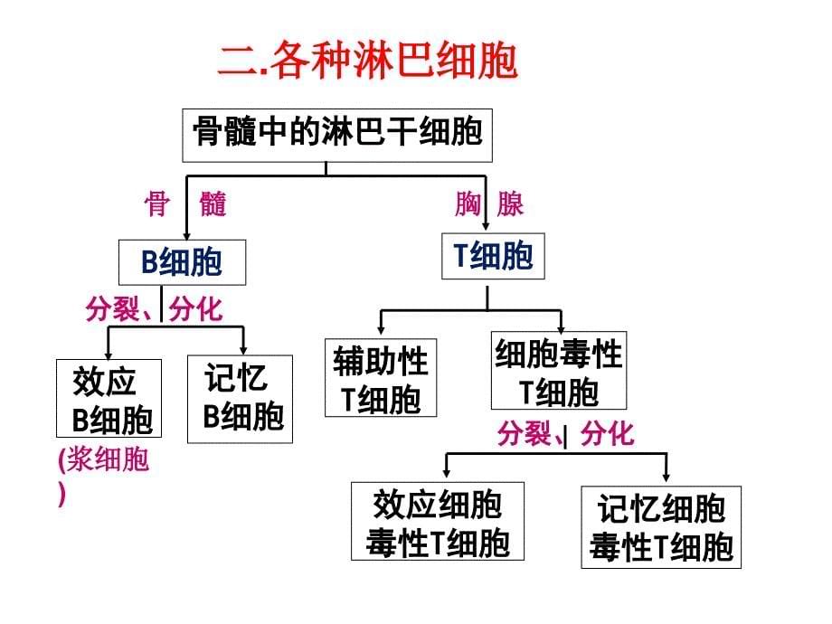 特异性反应课件_第5页