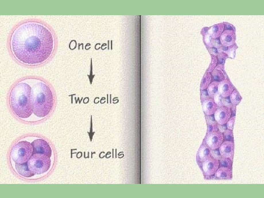 胚胎学总论(一)5new1_第4页