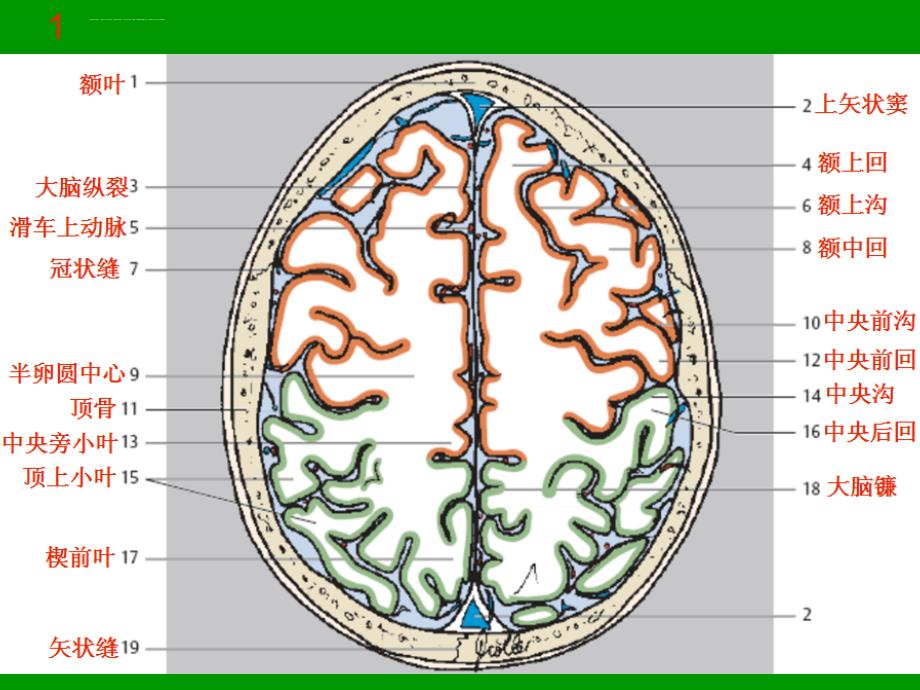 颅脑mri断层解剖与影像_第3页