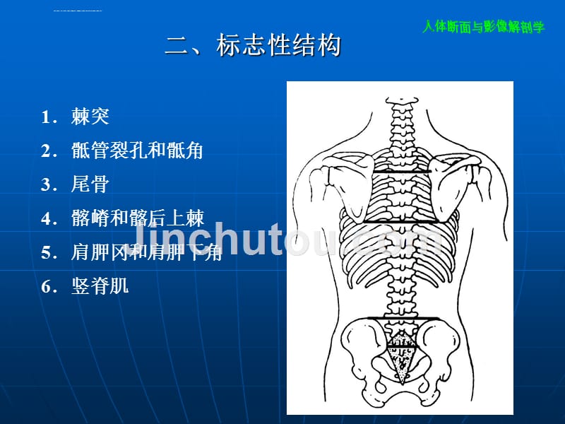 解剖学-脊柱区_第5页