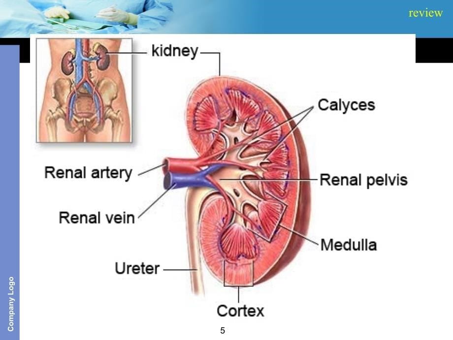 病理生理学英文课件acute-renal-failure-foreign-student_第5页